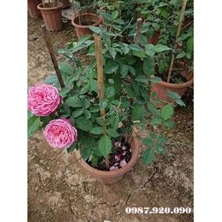Cây hoa hồng cổ sapa thân tree