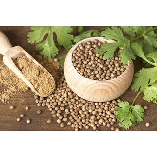 Hạt ngò - Coriander Seed