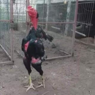 Kích lông Ưu Việt
