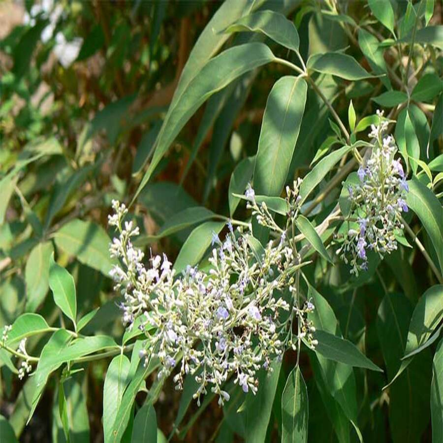 Cây Ngũ Chảo Châm Chim -  Loại 01