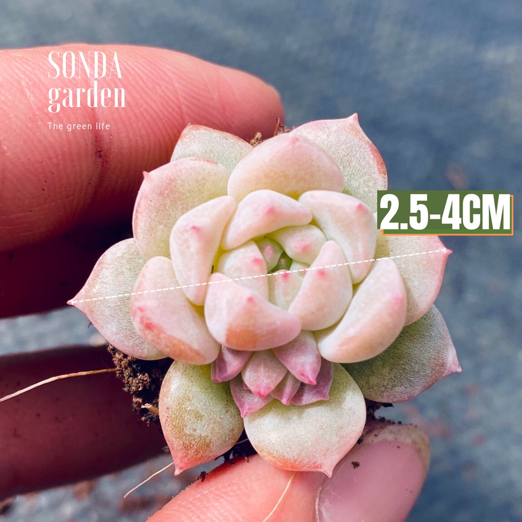 Sen đá dù hồng SONDA GARDEN size mini 2.5-4cm, xuất xứ Đà Lạt, khoẻ đẹp, lỗi 1 đổi 1