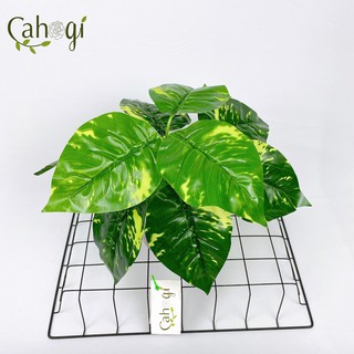 Cây Giả - Cây Trầu Bà Đốm