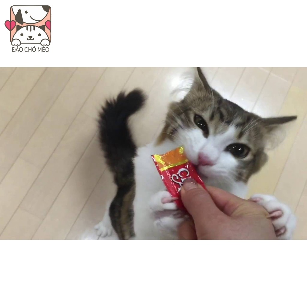 Súp thưởng cho mèo Ciao Churu , thanh súp thưởng cho mèo chính hãng - Đảo Chó Mèo