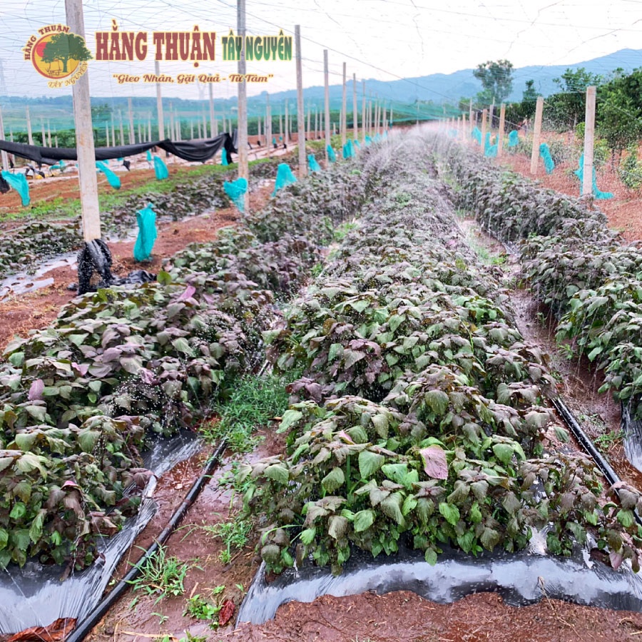 Bột Tía Tô Nguyên Chất Kon Tum