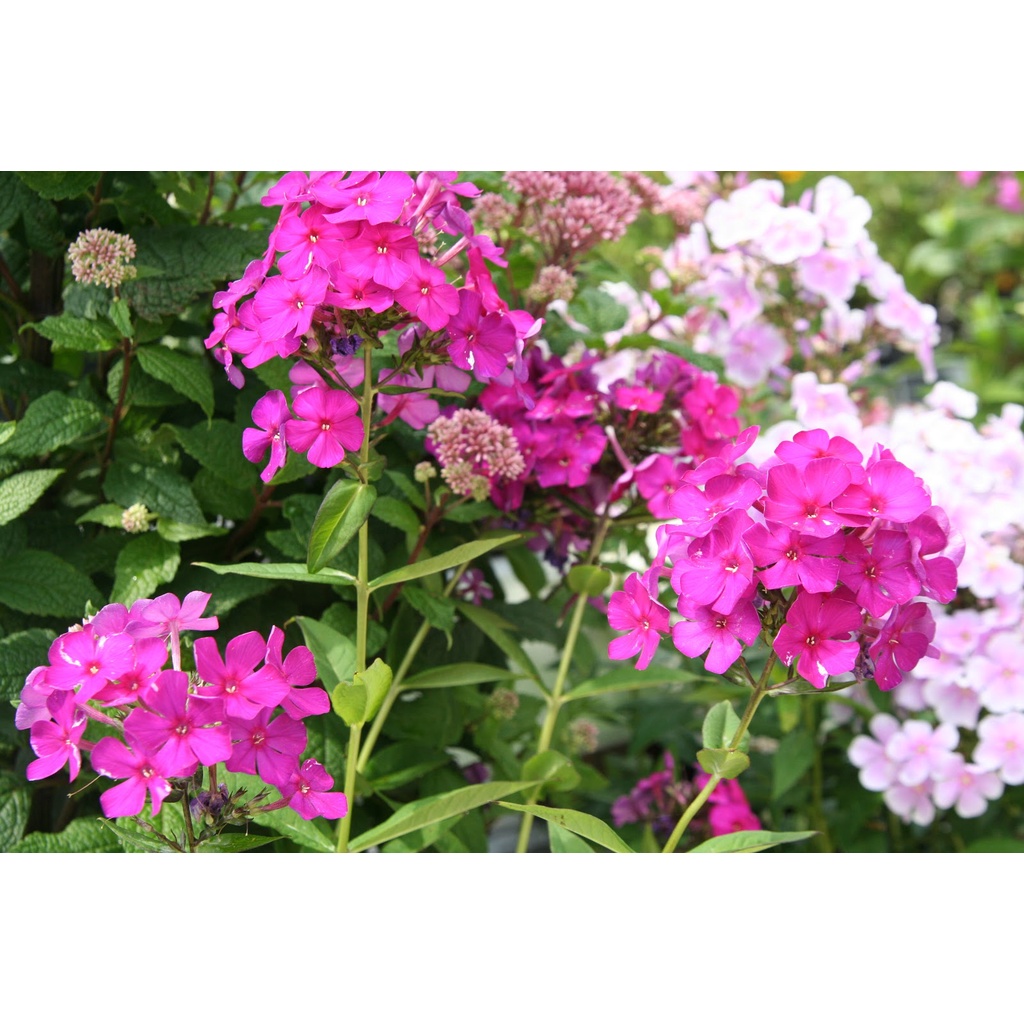 Shop 1K - ⚡️ HẠT GIỐNG HOA THANH TRÚC 50 HẠT⚡️ TUỔI THỌ CAO MIX MÀU