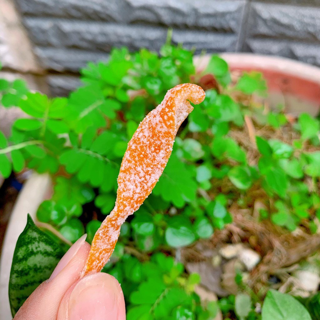 Trần bì vỏ quýt