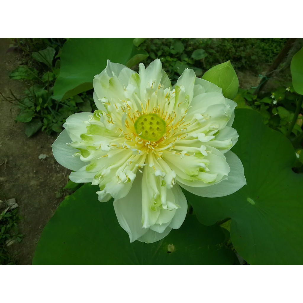 ⚡️ HẠT GIỐNG⚡️ SEN BÁCH DIỆP TRẮNG GÓI 4 HẠT