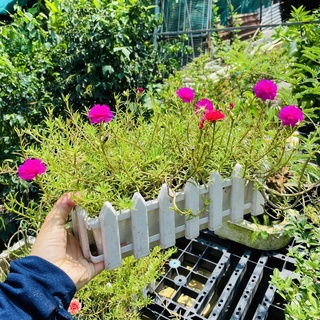 Chậu hàng rào mười giờ thái