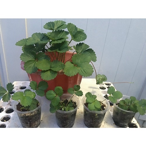 CÂY GIỐNG DÂU TÂY ÚC CẤY MÔ ĐỦ LOẠI # MUA 10 CÂY TẶNG 1 CÂY CÙNG LOẠI_ KÈM PHÂN HỮU CƠ CAO CẤP CÁ HỒI NAUY