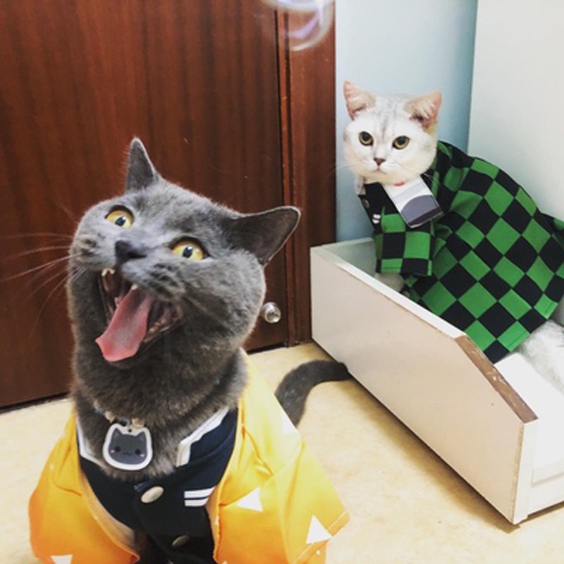 Trang phục hóa trang nhân vật hoạt hình Demon Slayer Kimetsu No Yaiba dễ thương vui nhộn cho mèo Katten Kedi Disfraz Para Gato