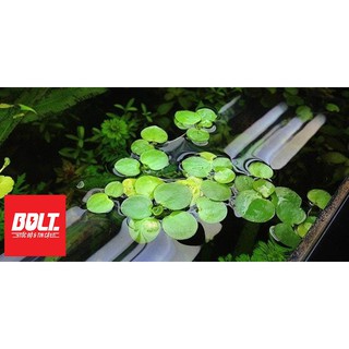 Combo Betta Food 10 SPG - Thức ăn cho cá