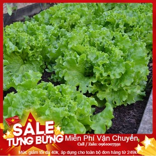 Hạt Giống Xà Lách Xoăn Xanh - 200 Hạt