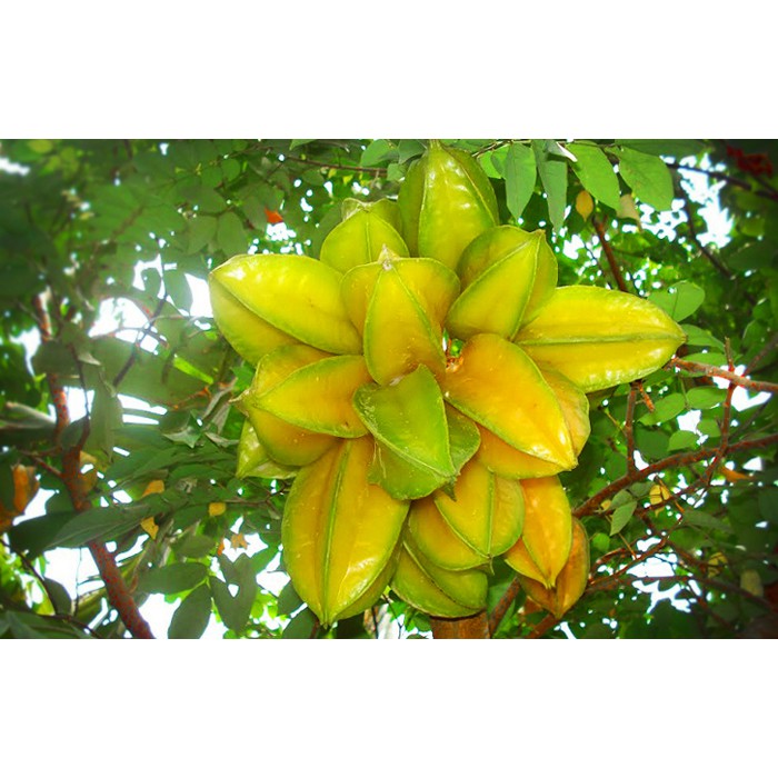 Cây khế đang hoa - Ngũ liêm tử - Coromandel goose-berry - Trang Flower