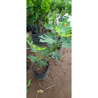 XUNG MỸ CÂY ĐANG QUẢ