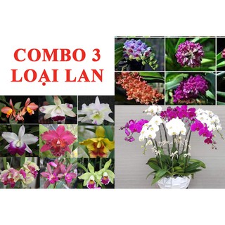 Combo 3 loại hoa lan giống dễ trồng, hoa đẹp