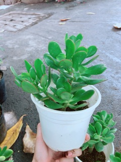 Chậu Ngọc Bích