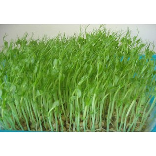 Hạt Giống Mầm rau muống