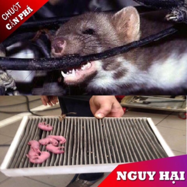 Tinh dầu chống chuột khoang máy ô tô