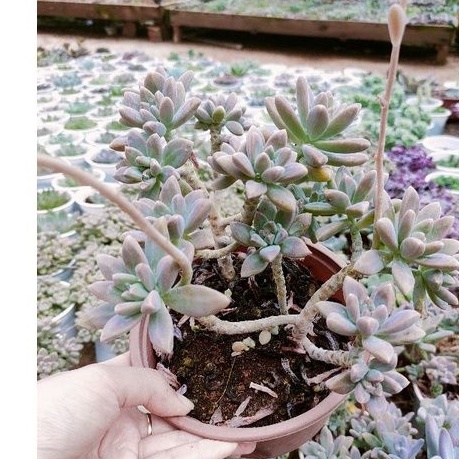 Sen đá PHA LÊ GỐC THỤ - Vườn Đà Lạt