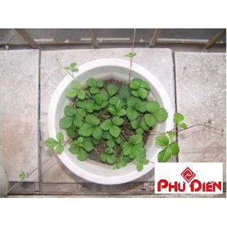 Combo 100 hạt giống dâu tây leo phú điền