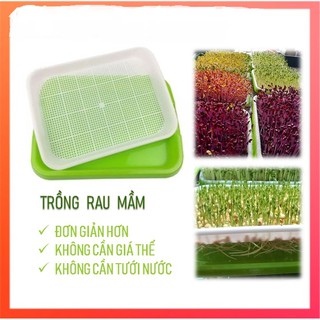 Khay thủy canh trồng rau mầm
