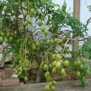 CÂY GIỐNG CÓC LÙN SIÊU QUẢ