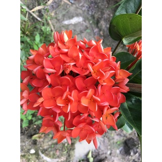 Bông Trang Cam Đài Loan