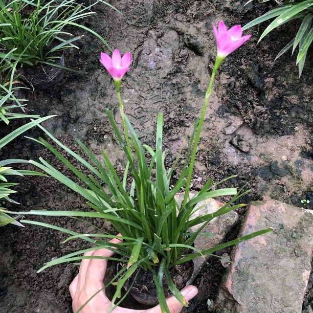 CÂY TÓC TIÊN HOA (HUỆ MƯA, RAIN LILY) TRỒNG BỊCH ĐEN CAO 10-15CM NHIỀU NHÁNH SUM SUÊ HOA NỞ ĐẸP