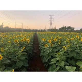 1 kí hạt hướng dương