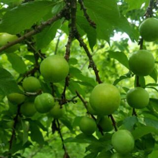 CÂY GIỐNG MẬN CƠM.(LẠNG SƠN)CÂY ĐẸP