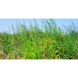 Cây Ngải Dại - cây giống (5 cây)