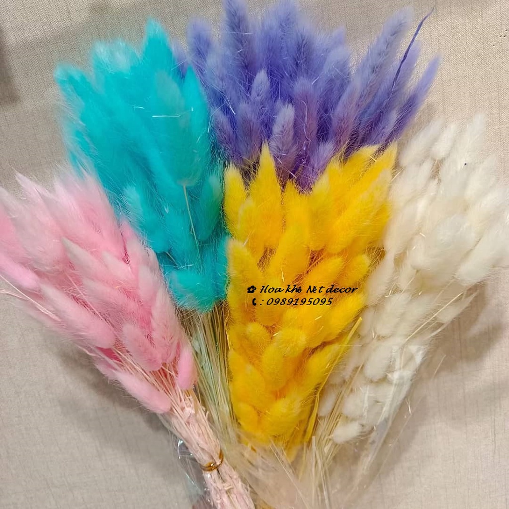🍁Hoa khô trang trí phòng🍁 Bó Hoa Đuôi thỏ bông xù xinh xắn🍁
