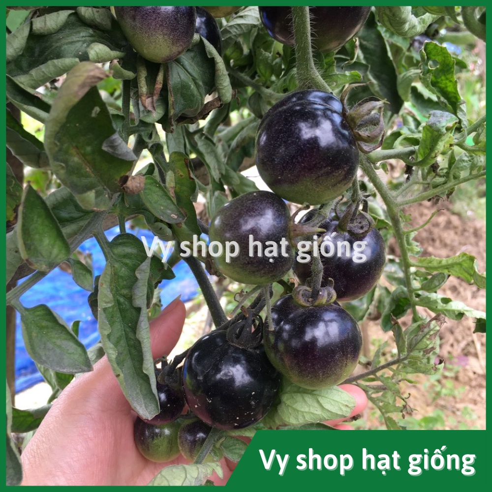 Hạt giống cà chua đen F1 gói 100 hạt - hình thật nhà trồng