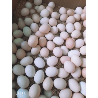 Trứng Gà Ác Tươi (Gà Ri)