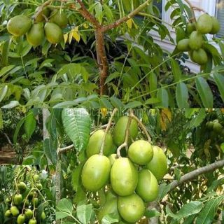 Cóc thái siêu quả