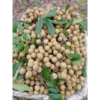Long nhãn sấy khô 200gr