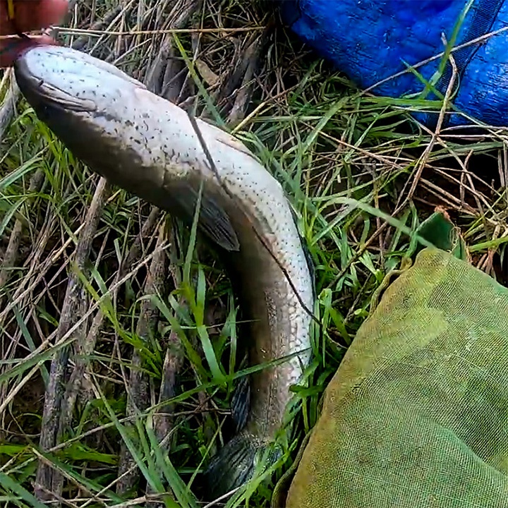 Lưỡi câu cá lóc nhái thật chuyên dùng cho câu lure