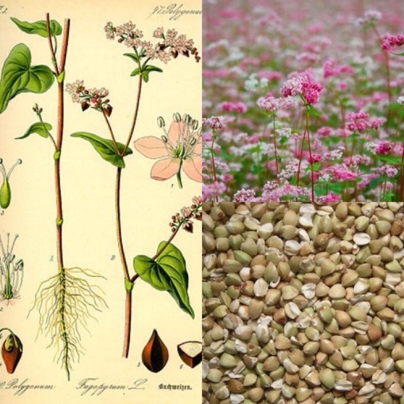 500g hạt kiều mạch  hữu cơ Ucraina