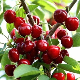 giống quả cherry đỏ sai quả 10 hạt