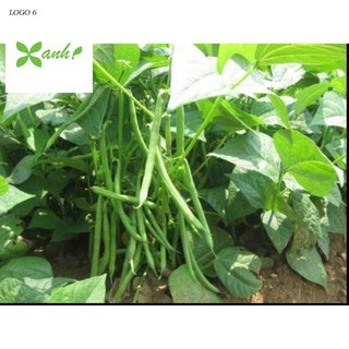 Hạt Giống Đậu Cove Lùn Ngon dễ trồng nhanh thu hoạch ( gói 20 hạt)