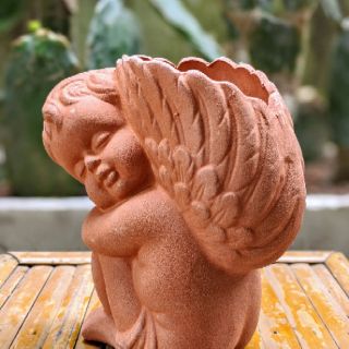 Chậu đất nung trồng cây