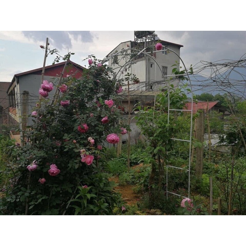 Khung vòm dành cho hồng leo