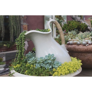 HẠT GIỐNG HOA CÁC LOẠI - 1 Gói