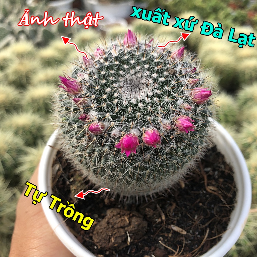 Xương rồng BÁNH SINH NHẬT hoa hồng, đủ kích thước.