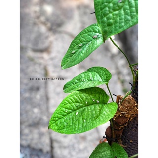 Trầu bà Nhện | Monstera Spiderman