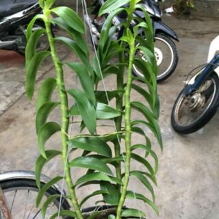 Hoa phong lan trầm rồng đỏ
