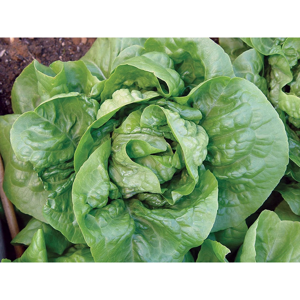 Hạt giống xà lách Burpee Buttercrunch Hybrid (hữu cơ)