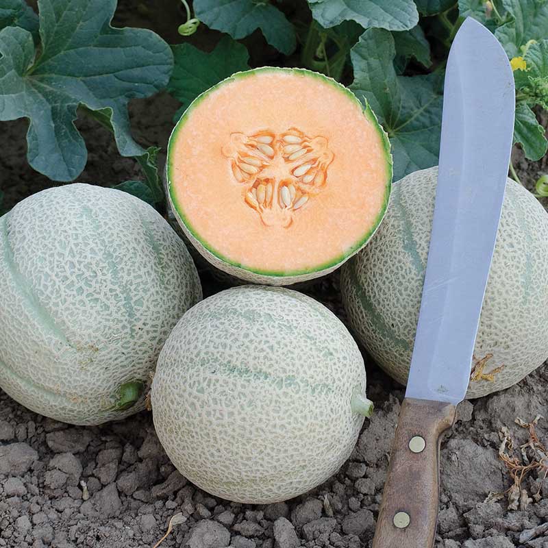 Hạt giống dưa lưới