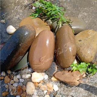 Đá kì tắm tự nhiên, kỳ lưng , tẩy da chết [Big Size]