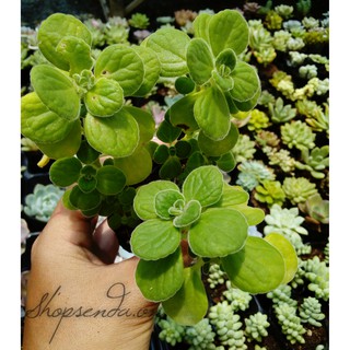 sen thơm ( cây nhất mạt hương )